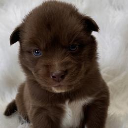 Boy 6 - Brown and white Siberian Husky puppy in Jonesborough, Tennessee from Dry Creek Siberians