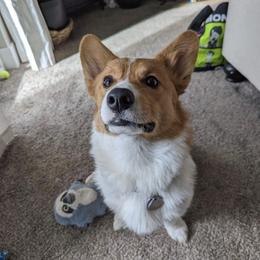 Pembroke Welsh Corgi Puppies from Gotta Chase Em All Corgis