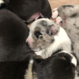 Cardigan Welsh Corgi and Dogo Argentino Puppies from Kirstin Booth