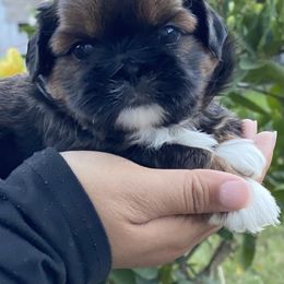 Mittens - Tricolor female Shih Tzu puppy in Chico, California from North State Shih tzus