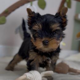 Gregory - Black and gold male Yorkshire Terrier puppy in North Port, Florida from Noble Pets