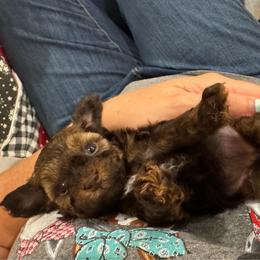 Cinnamon - Sable female Poodle puppy in Caldwell, Idaho from Leila Pearson