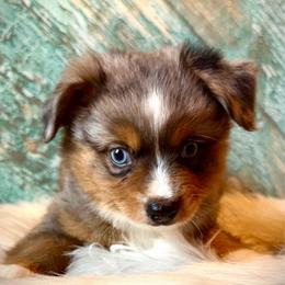 Annie - Blue merle female Miniature Australian Shepherd puppy in Opelika, Alabama from Haden’s Mini Aussies