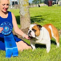 Bulldog All Grown Up from Toadhall Bulldogs