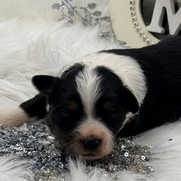 Blitzen - Black tri male Toy Australian Shepherd puppy in Blacksburg, South Carolina from Blue’s Family Aussies