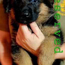 German Shepherd Puppies from Ewig Krieger Kennels