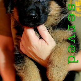 German Shepherd Puppies from Ewig Krieger Kennels