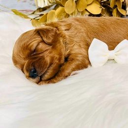 Scotch - Red male Cavapoo puppy in Nixa, Missouri from Davis Family Doodles