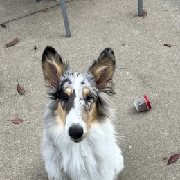 Croia (Cree-uh) - Blue merle white and tan Collie puppy in Argyle, Iowa from Redside Rough Collies