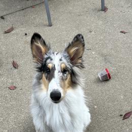 Croia (Cree-uh) - Blue merle white and tan Collie puppy in Argyle, Iowa from Redside Rough Collies