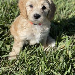 Goldendoodle Puppies from Salty River Doodles