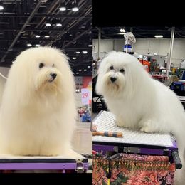 Coton de Tulear All Grown Up from Island Crest Cotons