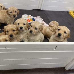 Golden Retriever Puppies from Upper Park Goldens