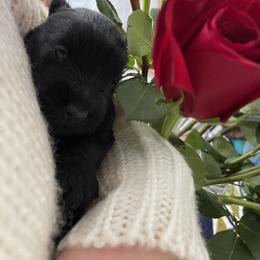 Boy 2 - Black male Scottish Terrier puppy in Fenton, Michigan from Carnes Croft Scotties