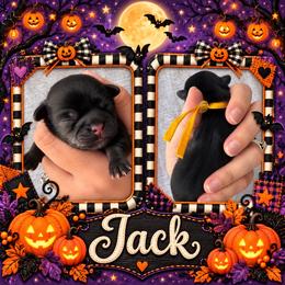 Jack - Black male Shih Tzu puppy in Connersville, Indiana from Sugar and Spice Shihtzus