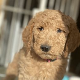 Poodle Puppies from Desert Horizon poodles