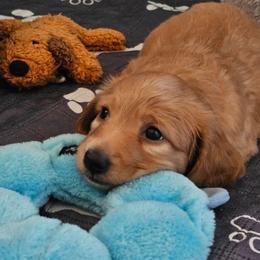 Lil Red - Red male Dachshund puppy in Lebanon, Oregon from Willow Moons Dachshunds