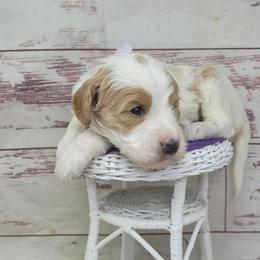 Kale - Parti female Goldendoodle puppy in Grabill, Indiana from Rose's Doodles