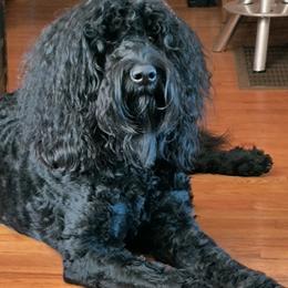 Sid - Australian Cobberdog