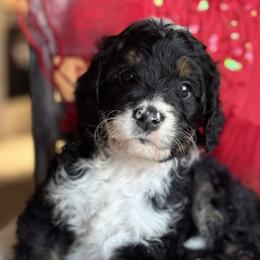 Cuddles - Tri-color female Bernedoodle puppy in Carlotta, California from Lost Coast Bernese Mountain Dogs