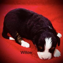 Willow OFA - Black rust and white female Bernese Mountain Dog puppy in Strasburg, Ohio from Lois Allison