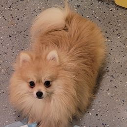 Thor - Cream male Pomeranian puppy in Riverside, California from Marie's Sweetie Poms