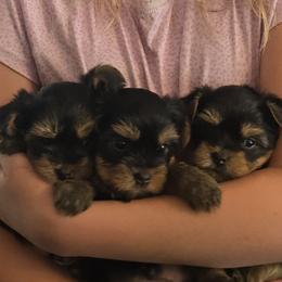 Yorkshire Terrier Puppies from Cheryl Kandoll