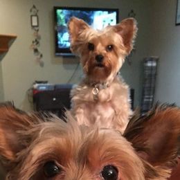 Yorkshire Terriers from Kelly Stewart's Yorkshire Terriers