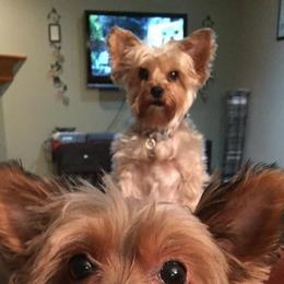 Yorkshire Terriers from Kelly Stewart's Yorkshire Terriers