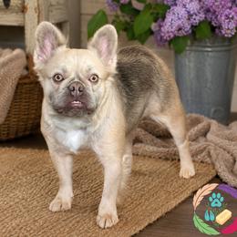 Lila - French Bulldog