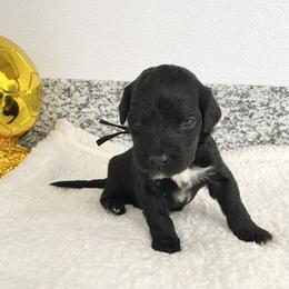 Mr Spain - Black and white male Portuguese Water Dog puppy in Grants Pass, Oregon from Rogue River Portuguese Water Dogs