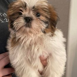 Shih Tzus from Tzu Love