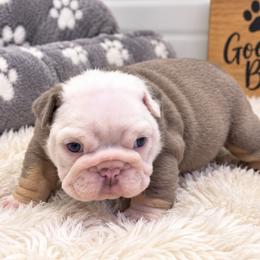 Megan - Lilac tri-color female Bulldog puppy in Bell Gardens, California from G bulldogs