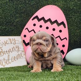 Mochi - Lilac tri-color female Bulldog puppy in Hialeah, Florida from Charliejbulldogs