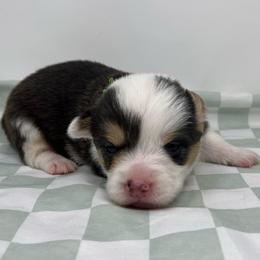 Rain - Black and tan male Pembroke Welsh Corgi puppy in Waco, Texas from The Comma Corgis
