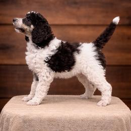 Zuko - Parti male Poodle puppy in Washington, Pennsylvania from Patriotic Poodles