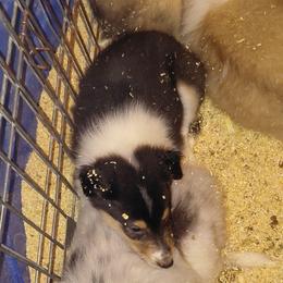 Little Girl - Black white and tan female Collie puppy in St Stephens, Wyoming from Desert Kennels