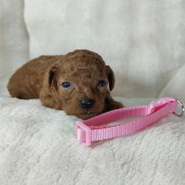 Girl 3 - female Poodle puppy in Westfield, North Carolina from Legacy Pets