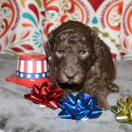 Poodle Puppies from RK'S Pets