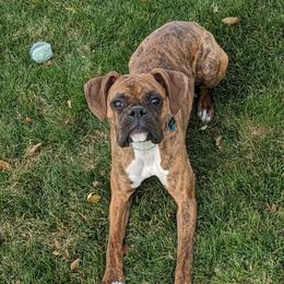 Lily - Boxer