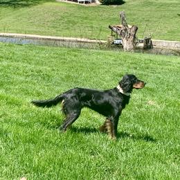 Pickles - Gordon Setter