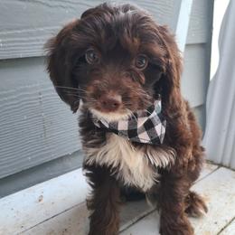 Bass - Cockapoo