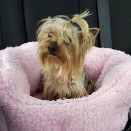 Poodles, Yorkipoos, and Yorkshire Terriers from Royal Paw's Pet Parlour