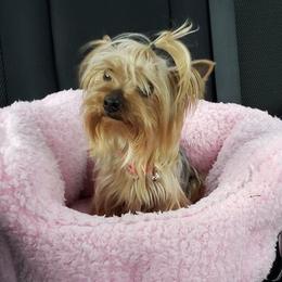 Poodles, Yorkipoos, and Yorkshire Terriers from Royal Paw's Pet Parlour