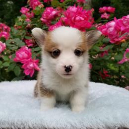 American Corgi and Pembroke Welsh Corgi Puppies from Whimsical Treasure Corgis