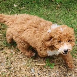Teal collar boy - Apricot male Goldendoodle puppy in Los Molinos Ca, California from Sunshine Sanctuary Doodles