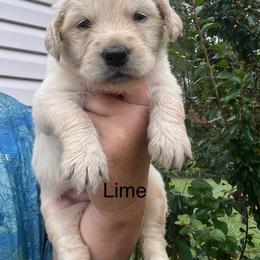 Lime - Light golden female Golden Retriever puppy in Jesup, Georgia from Painted Platinum Retrievers (Painted Platinum Kennel) PPK