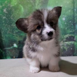 Female 1 - Sable female Pembroke Welsh Corgi puppy in Washington from Castle View Royal Rumps