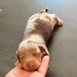 Boy dapple 1 ckc - Dapple male Dachshund puppy in Nacogdoches, Texas from S7 Dachsunds