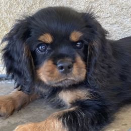 Mikey - Black and tan male Cavalier King Charles Spaniel puppy in Nipomo, California from Central Coast Standard Poodles & Cavaliers